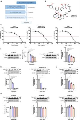 Rapamycin inhibits hepatitis B virus covalently closed circular DNA transcription by enhancing the ubiquitination of HBx